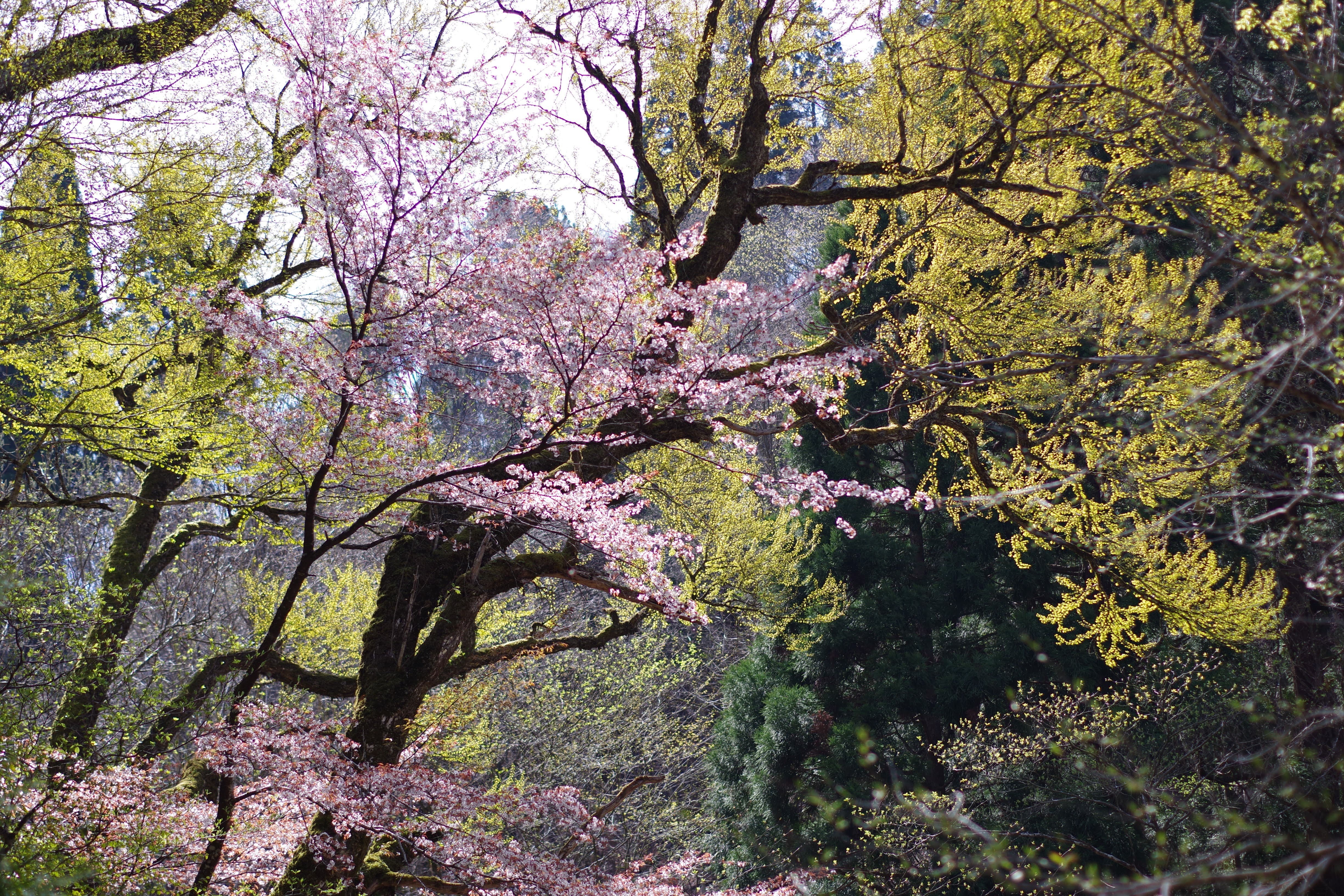 大桂の桜
