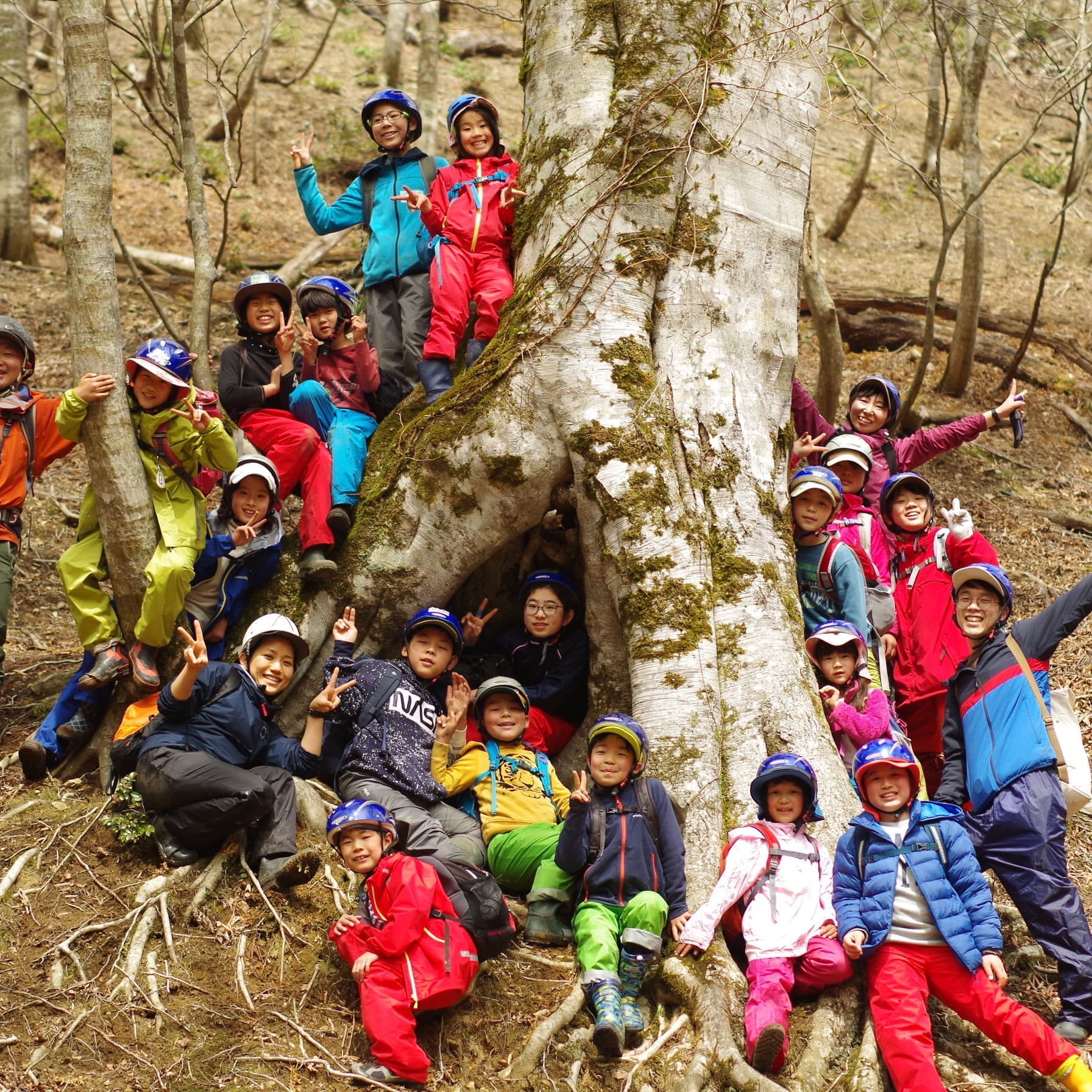 子供キャンプブナの木