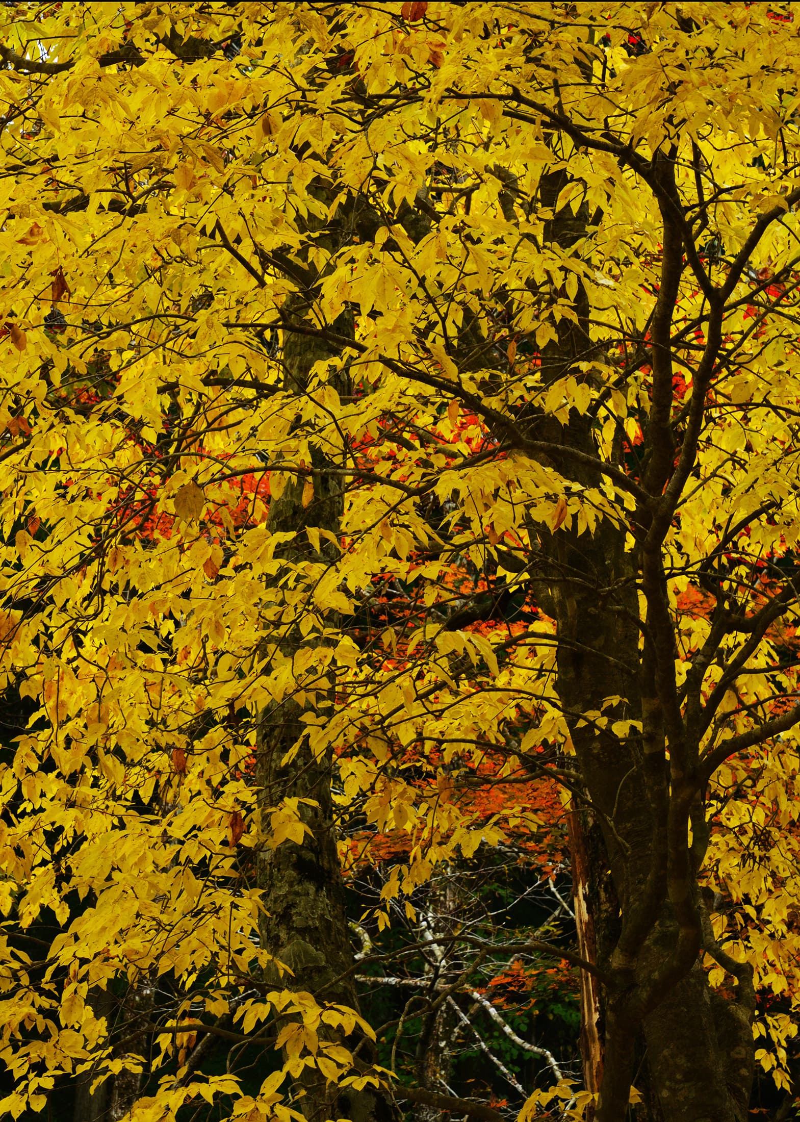 秋の芦生の森
